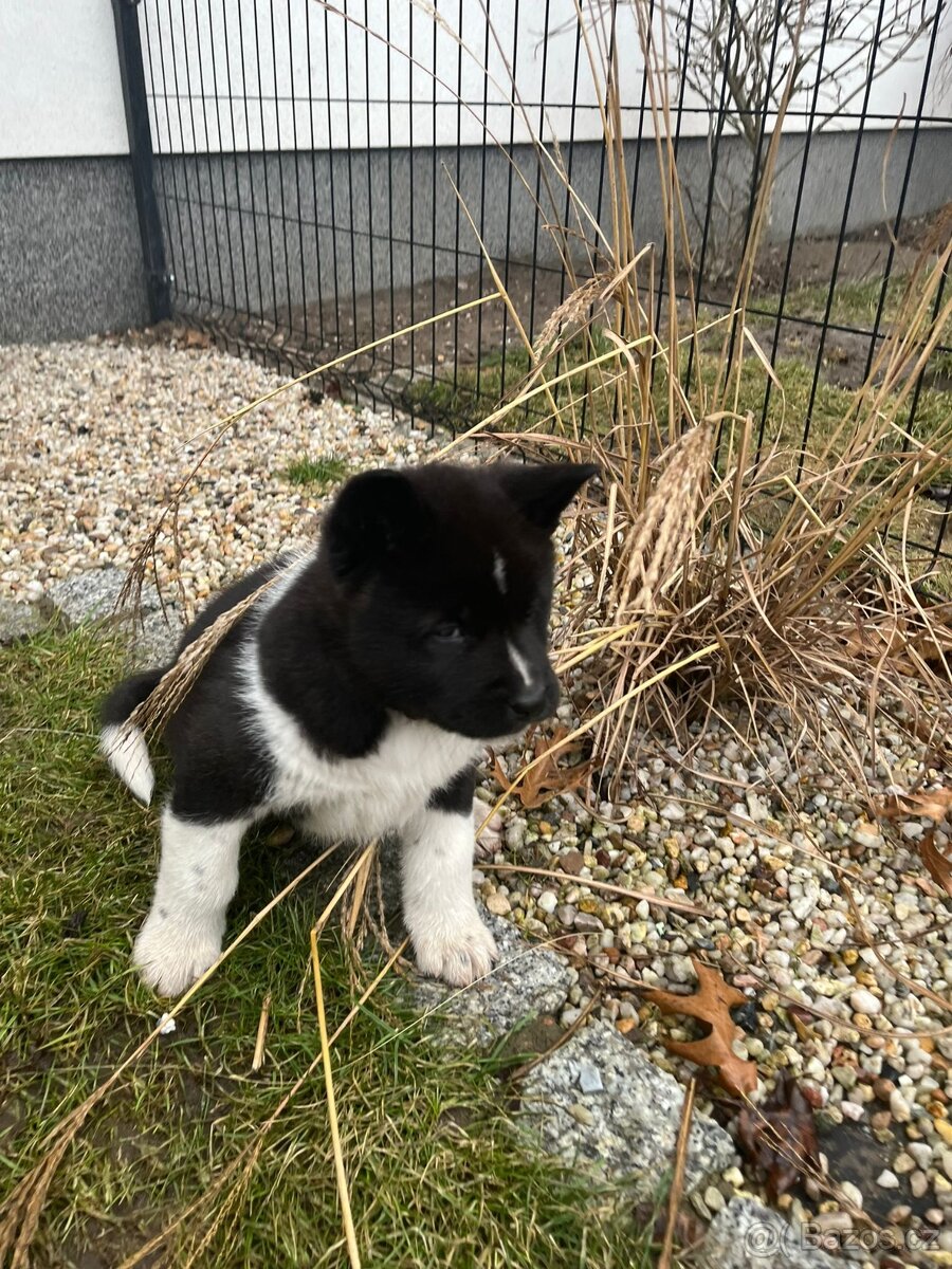 Americka Akita - 7