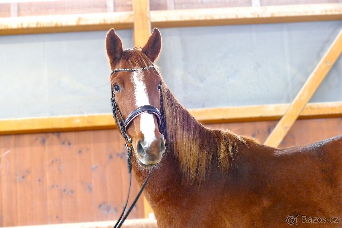 Letos čtyřletý sympatický valach - 7