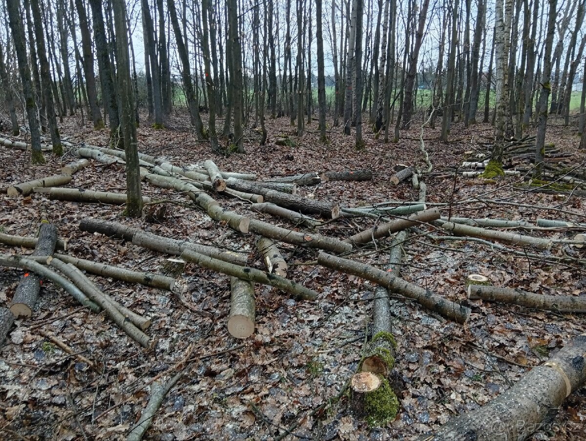 Palivové dřevo - 7