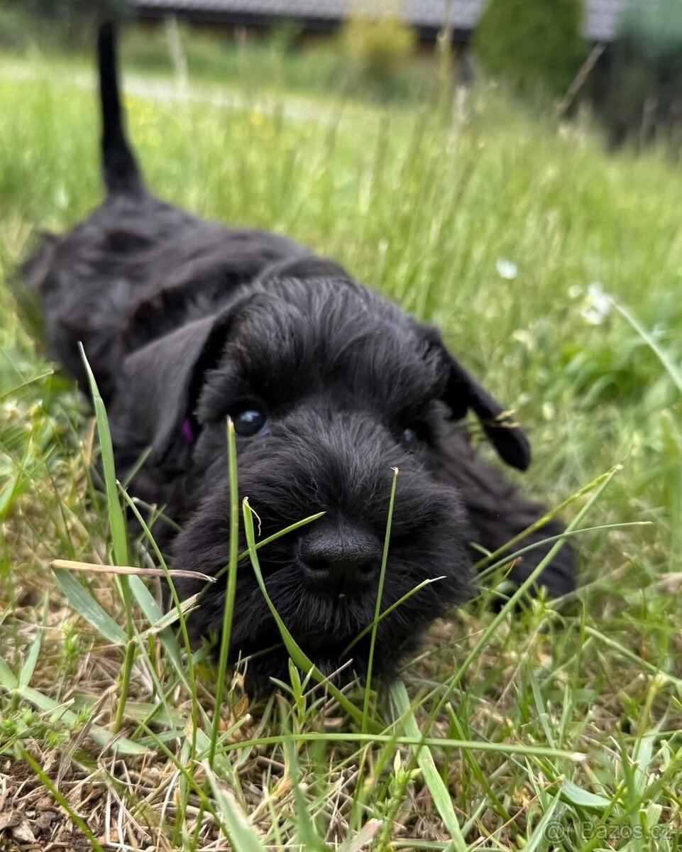 Knírač malý černý - 7