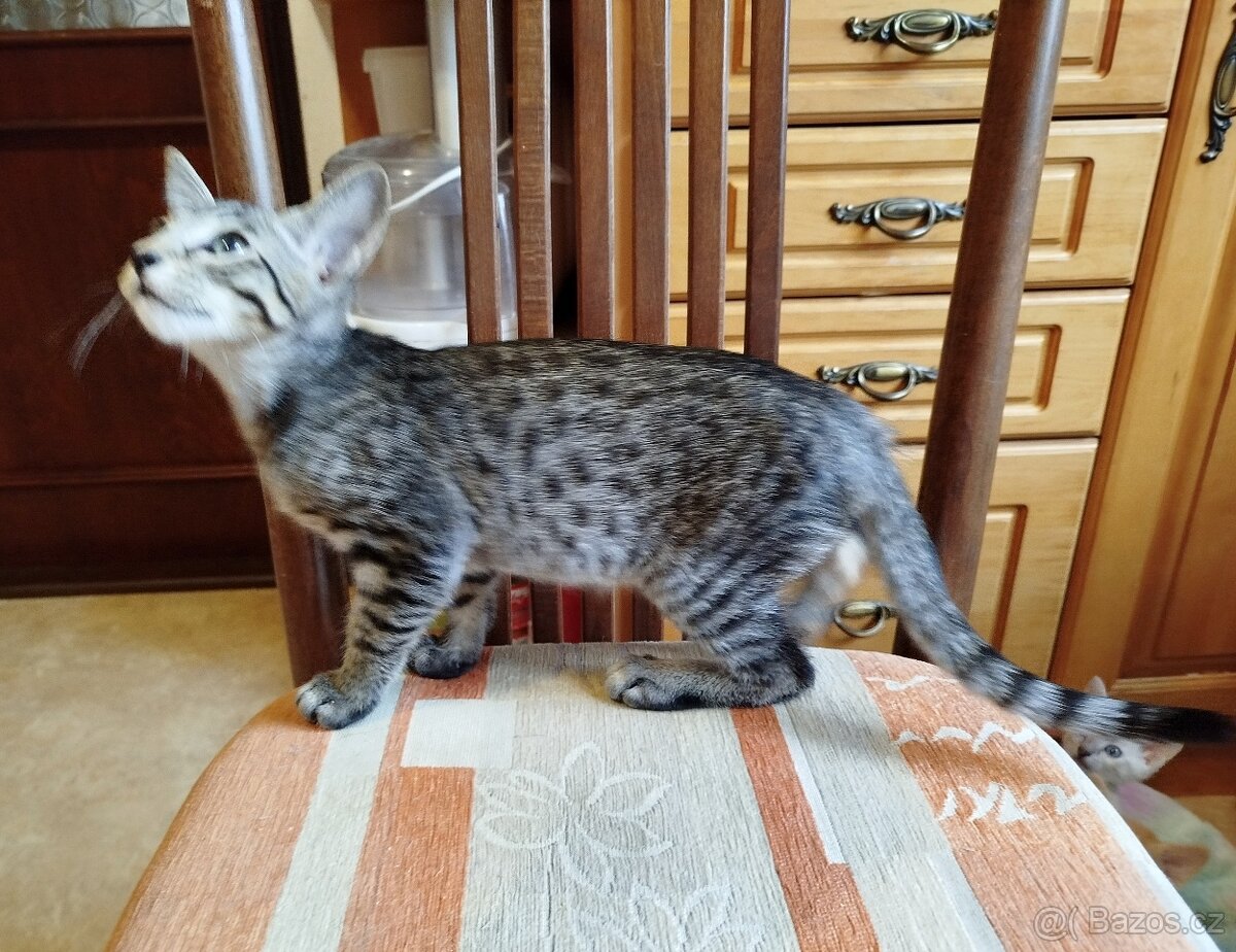 Orientální koťata - 7