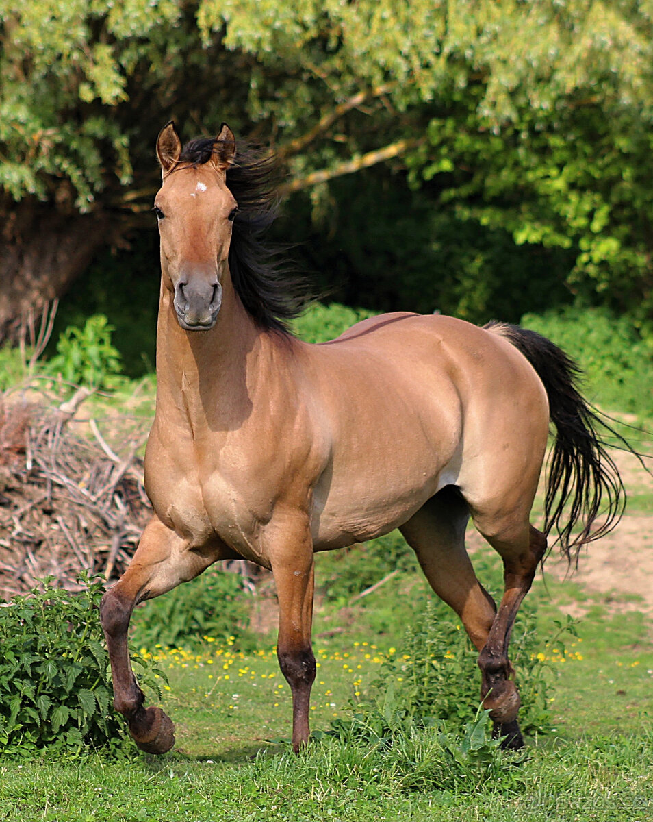 AQH klisna 4 roky VIDEO - 7