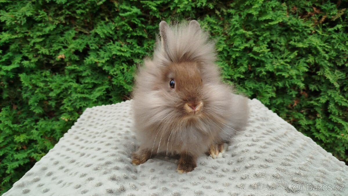 Zakrslý králík, králíček-(lvíček) NATANIEL - 7