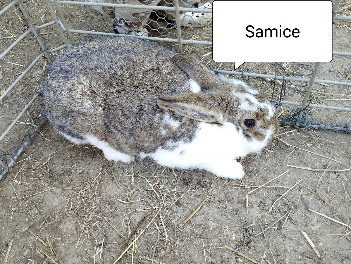 Králíci - 7