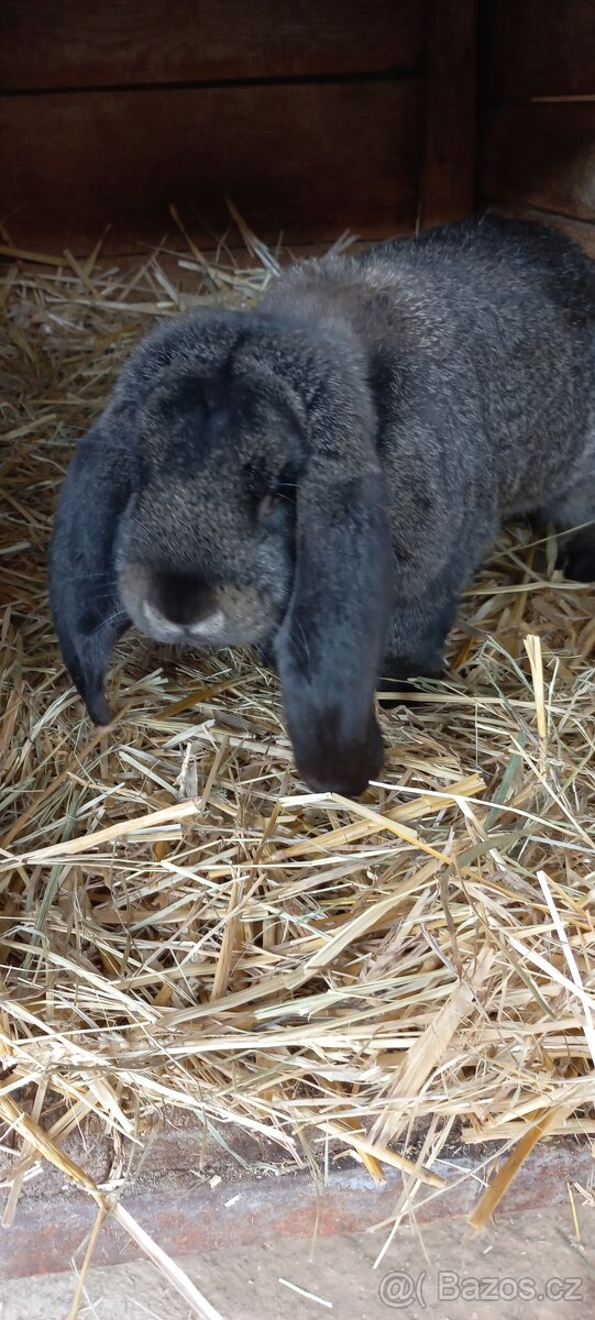 Francouzský beran - 7