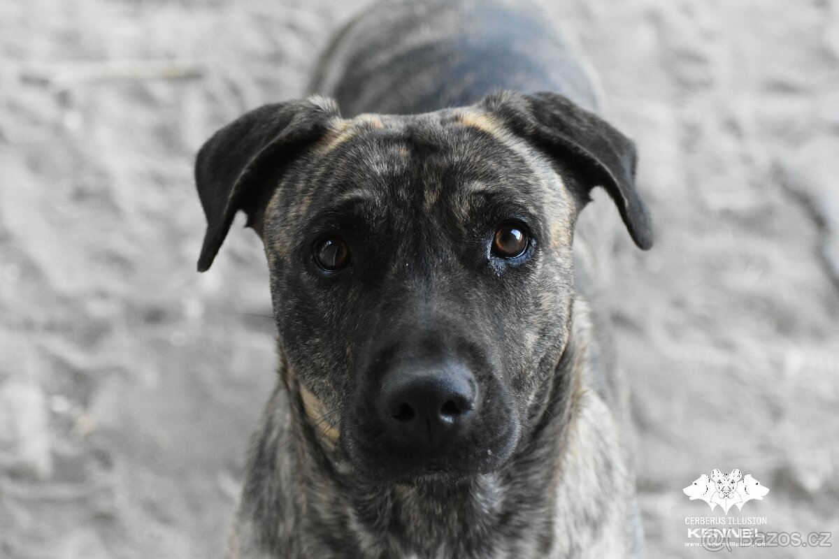 Uruguayský Cimarron - štěňátko s PP - 7