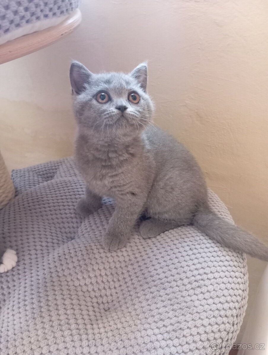 Britská modrá a Bikolor koťátka - 7