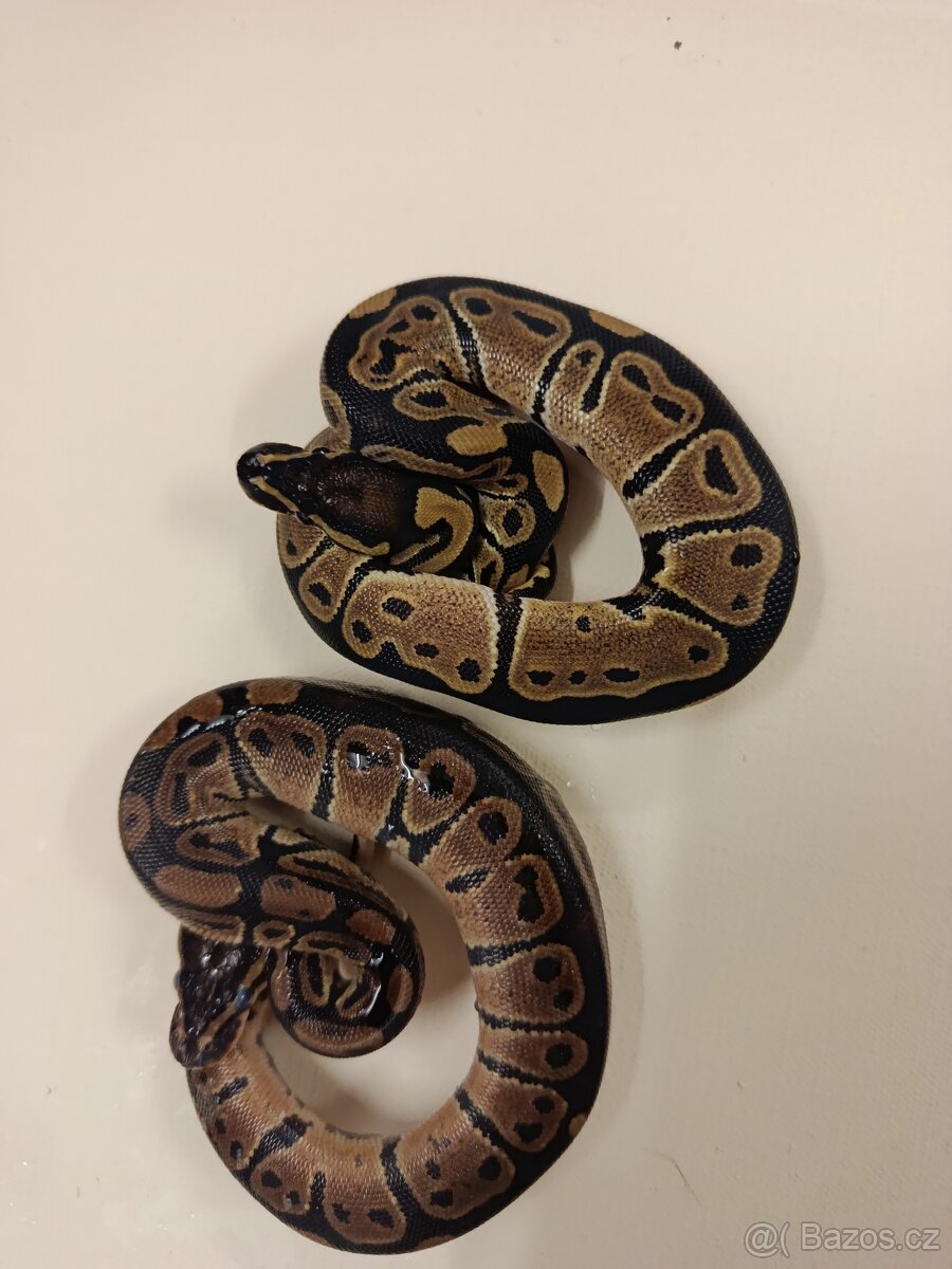 Krajta královská - 7