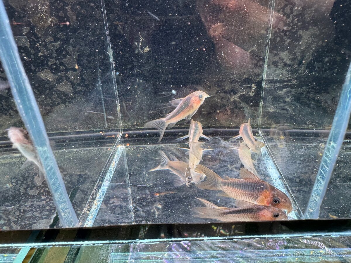 Akvarijní rybky - 7