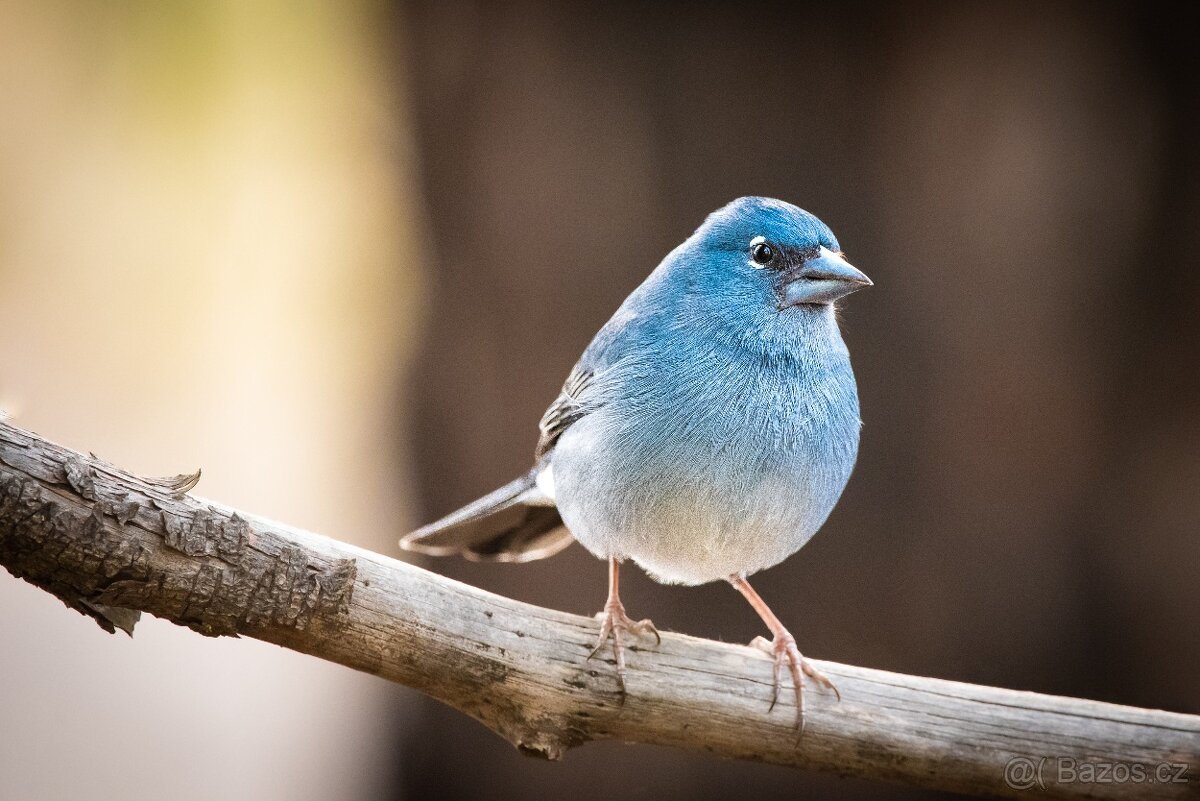 Objektiv Sigma 150-600 mm f/5-6,3 Contemporary pro Nikon F - 7