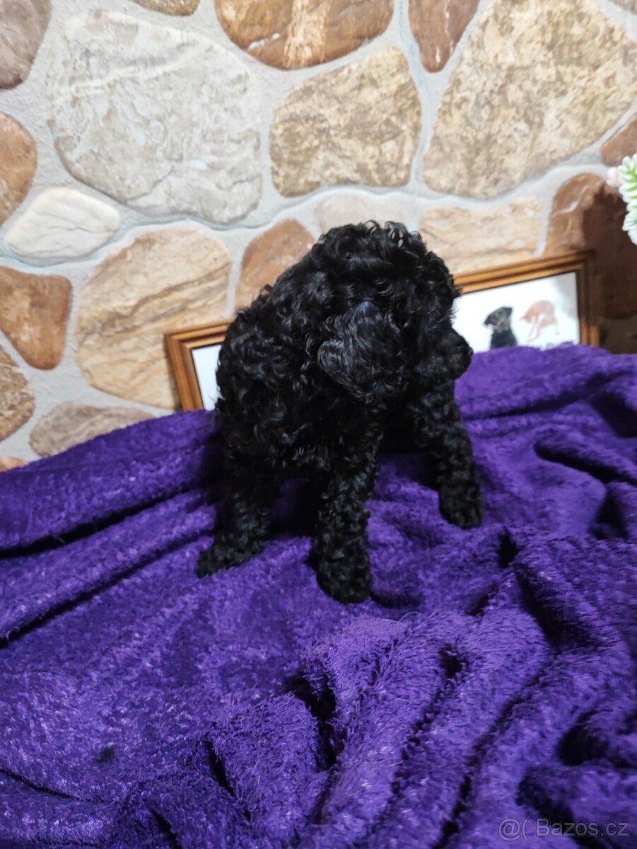 Pudl trpasličí černý a hnědý s P.P. - 7