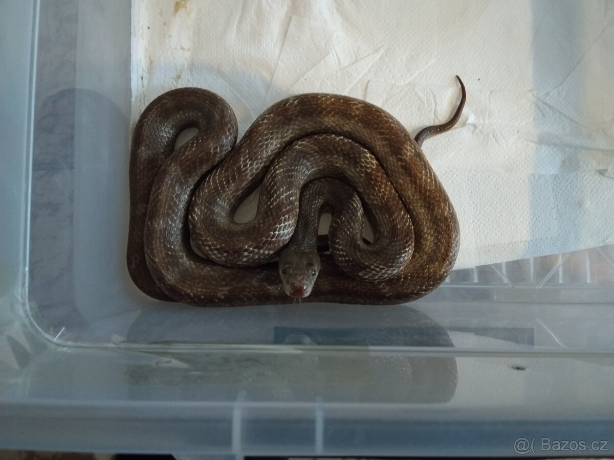 Užovka černá - 7