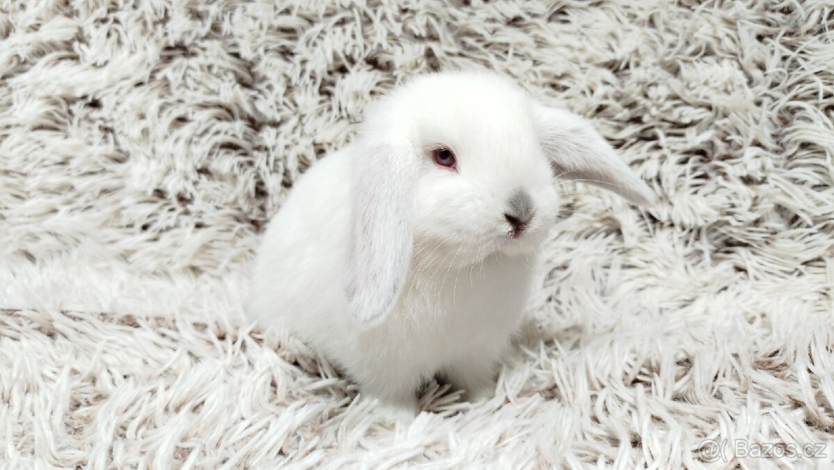 Zakrslý beránek, králíček, králík - MOLLY A MATEO - 7