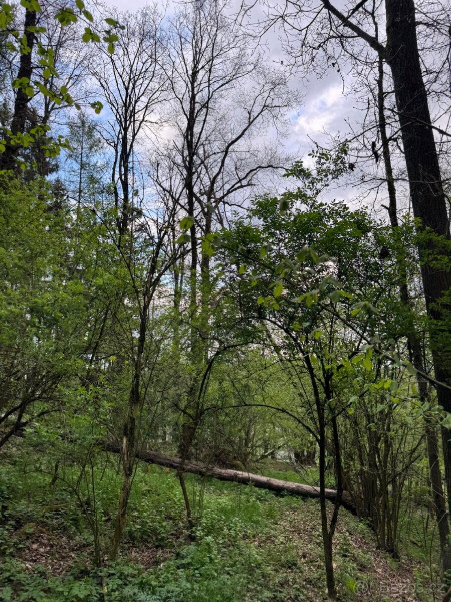 Prodám lesní pozemky v k.ú. Přeštěnice - 7