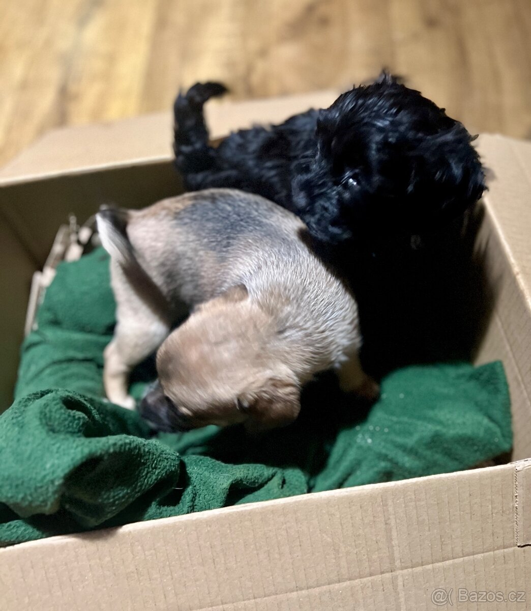 Štěňátka křížence - 7