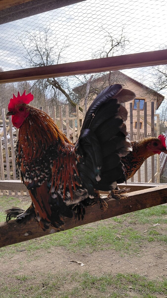 Zakrslá rousná - 7