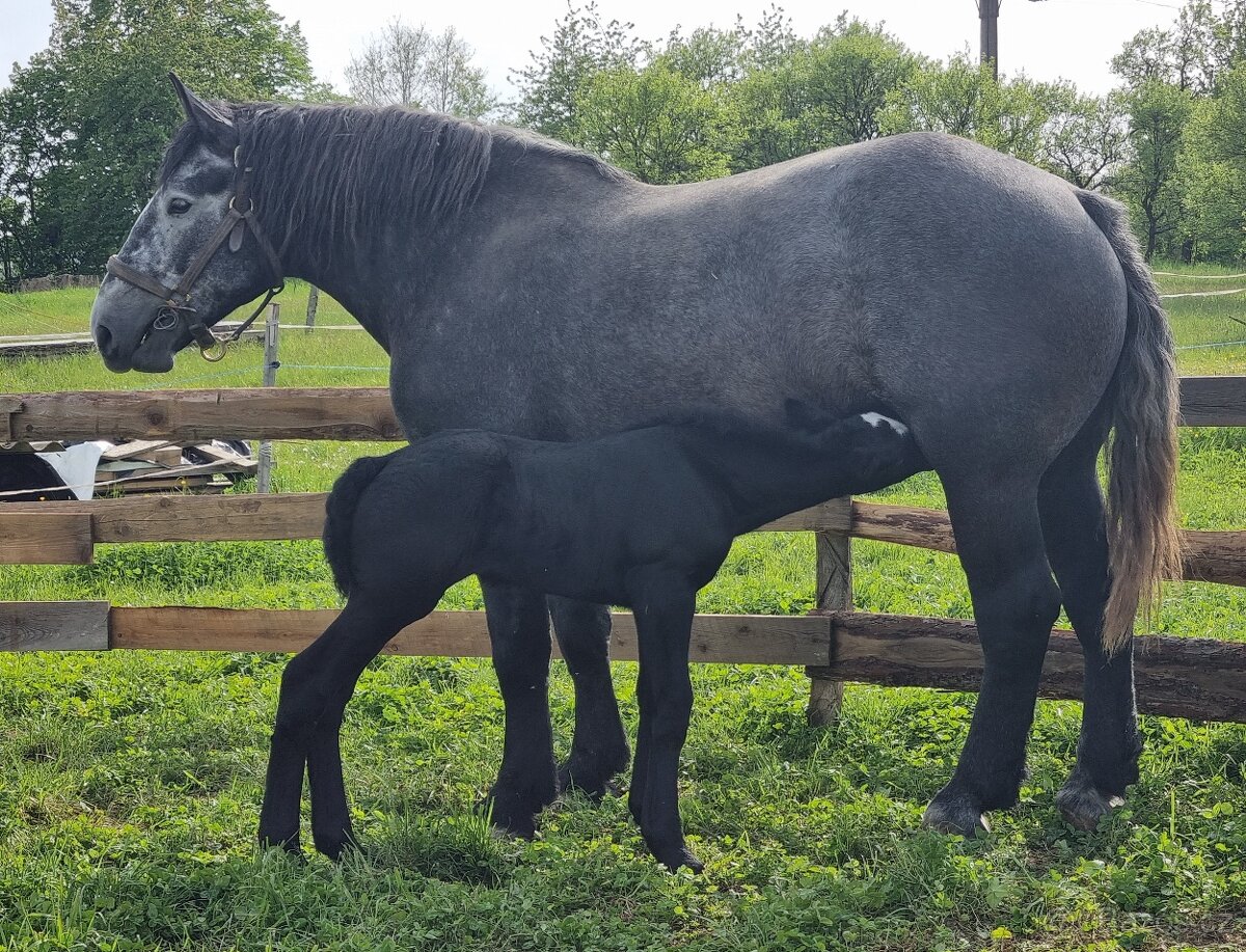 Percheron kobylka - 7