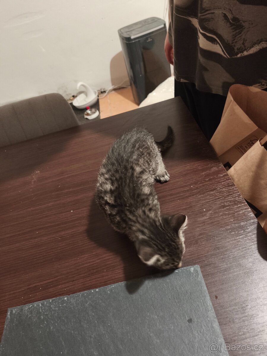 OPĚT VOLNÝ - DARUJI KOTĚ / KOCOUR - 7