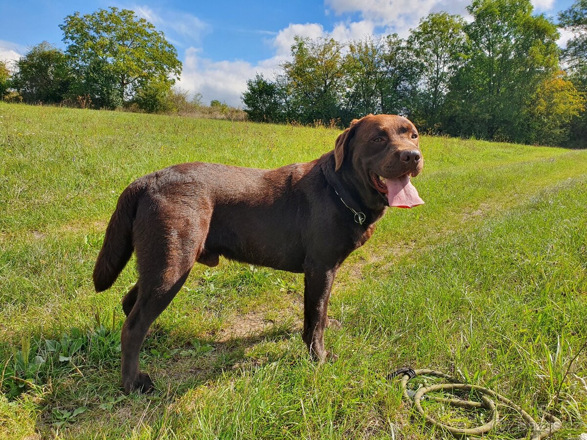 Labradorský retrívr ke krytí - 7