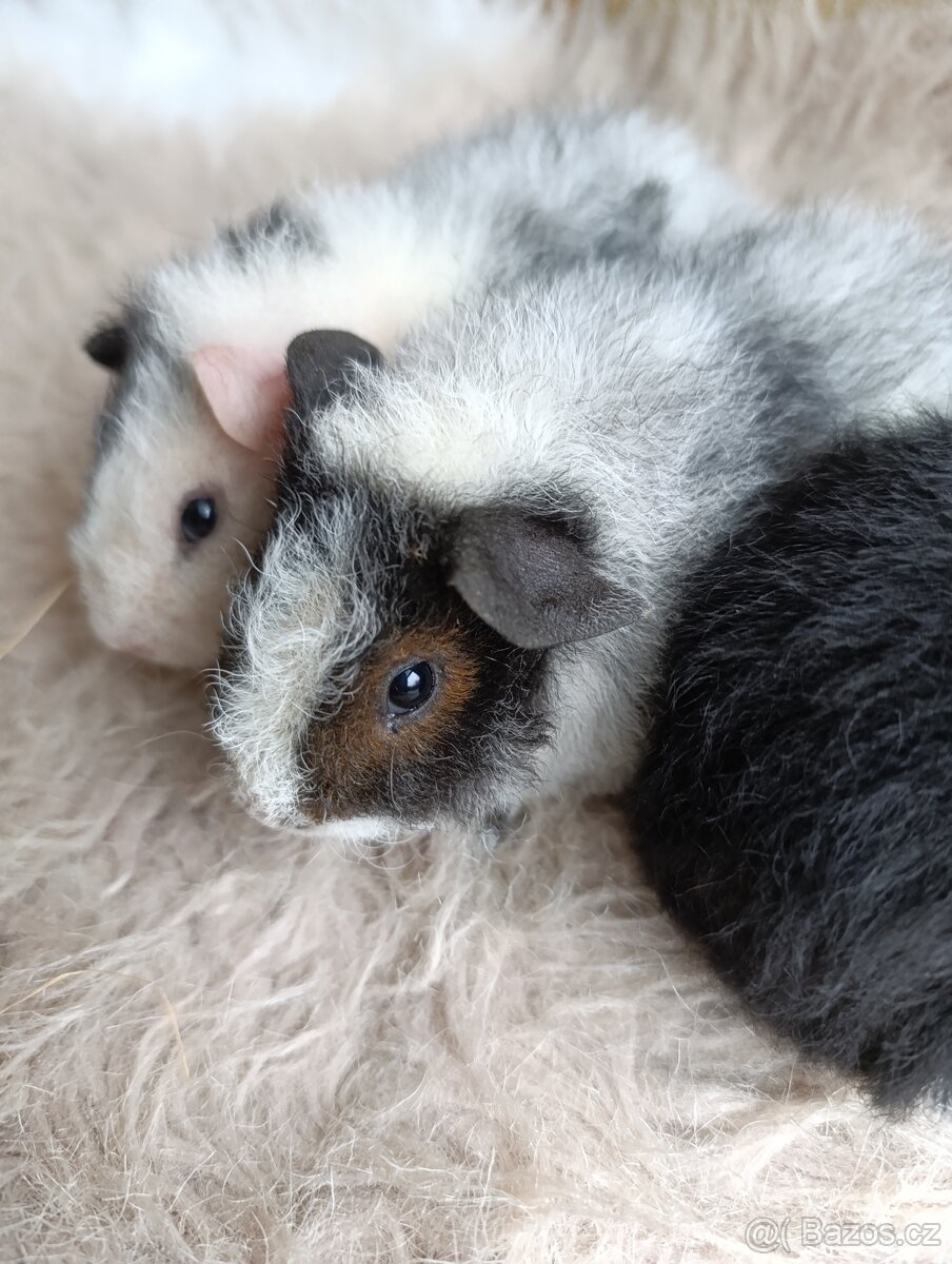 Morče US Teddy / morčata / morčátko - 7