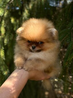 Pomeranain super Mini chlapečky PP FCI - 7