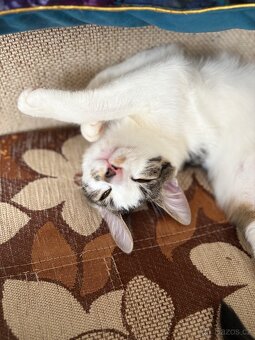 Daruji dva kocoury - 7