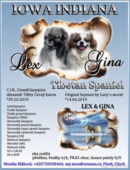 Tibetský španěl - Tibetan Spaniel - s PP - 7