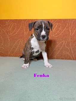 Americky Stafordšírský Terier šteniatka - 7