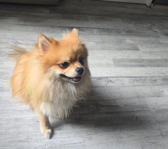 Pomeranian - 7