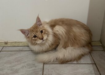 Mainská mývalí - 7