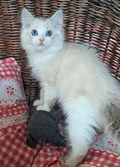 Kočičky ragdoll s PP - 7