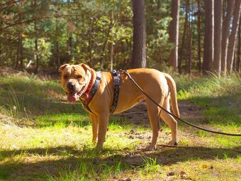 VANILKA K ADOPCI - vděčná, umazlená, CHCE DOMŮ:( - 7