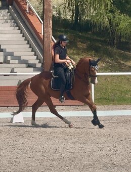 Top všestranný valach - 7