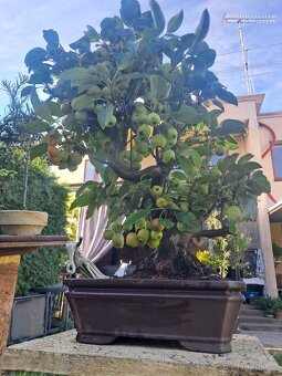 Bonsaj,bonsai Jabloň - 7