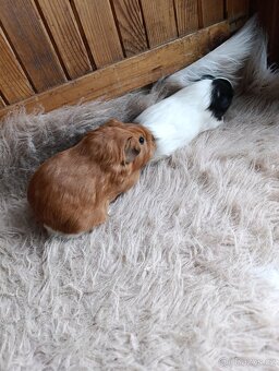 Morče / morčata / morčátko sameček - 7