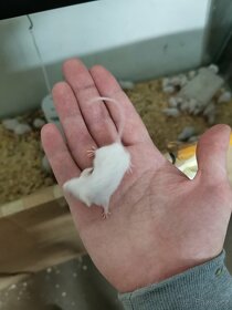 Myš bílá laboratorní - 7