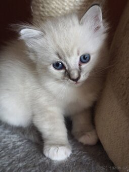 Ragdoll bez PP - 7