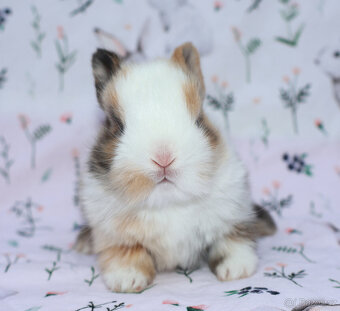 Zakrslý králíček sameček krátkouchý LOT . - 7