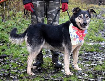 ELVIRA K ADOPCI - 2 ROKY, MILÁ, PŘÁTELSKÁ,KONTAKTNÍ - 7