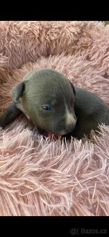 American Bully XL - 7