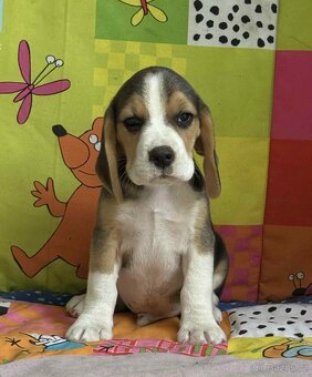 Bigel, bigl, beagle s PP - 7