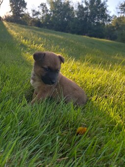 Štěňátka Akita inu X jezevčík - 7