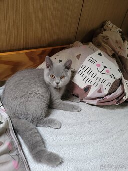 Britská modrá koťata - 7