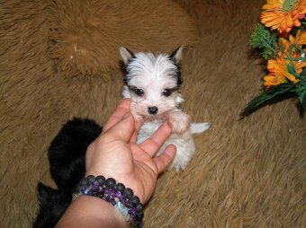 Štěňátka Biewer Yorkshire Terrier - 2 fenečky - 7