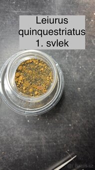 Štíři - výměna - 7