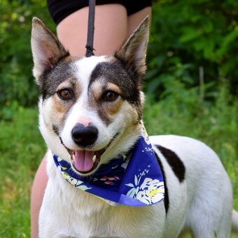 ESTA K ADOPCI - umazlená kráska, AKUTNÍ - 7