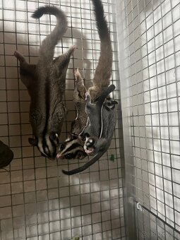 Vakoveverka 🐿️ Létavá - 7