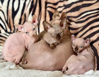 Kočička Sphynx - 7
