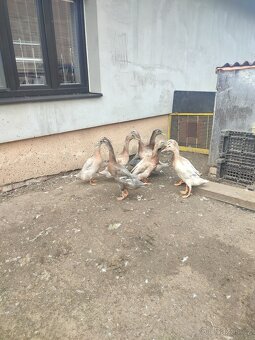 Domácí králíci, husy, kachny - 7