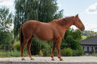 Valach 15 let do agroturistiky nebo jako hobby kůň - 7